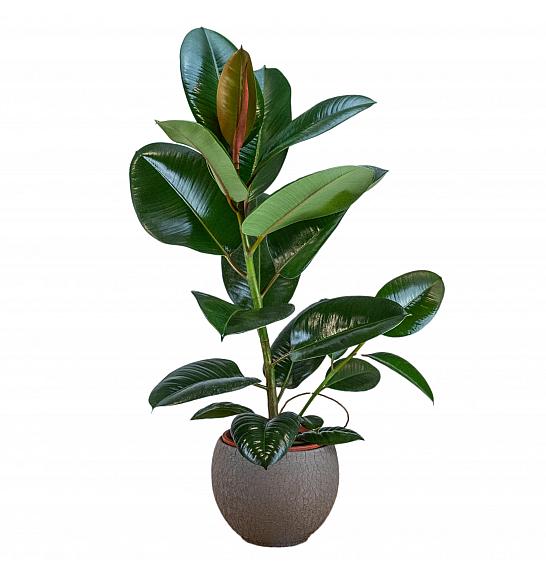 FICUS MIX Ø17