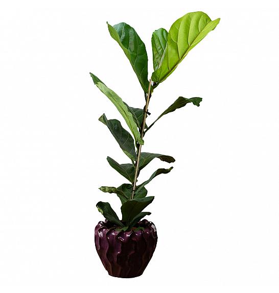 FICUS LYRATA Ø17; 100 CM