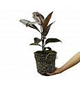 Ficus elastica