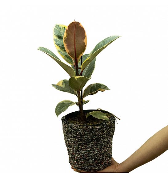 FICUS ELASTICA TINEKE; Ø17