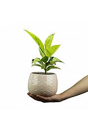 Fikus Shivereana variegata