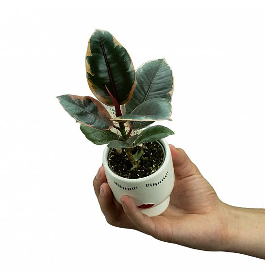 Ficus elastica Ruby; Ø6 cm