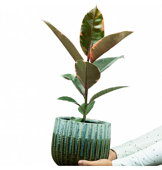 Ficus elastica Belize; Ø13 cm