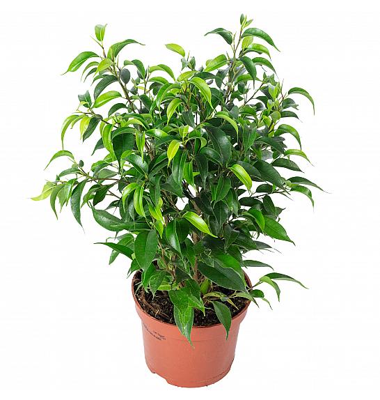 FICUS BENJAMINA NATASJA Ø12