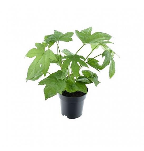 FATSIA JAPONICA; Ø13