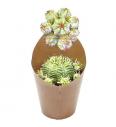 Euphorbia Meloformis Variegata