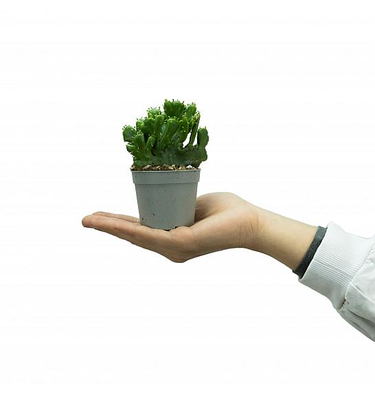 Euphorbia leucadendron; Ø6