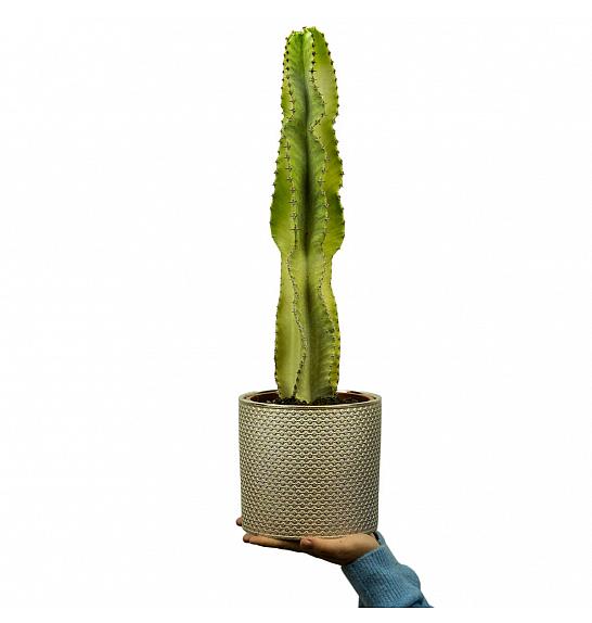 Euphorbia ingens Variegata Marmorata; Ø17