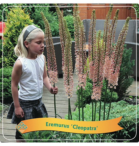 Eremurus Cleopatra C5 Lit.