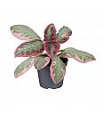 Episcia Pink Smoke