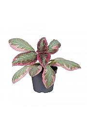 Episcia Pink Smoke