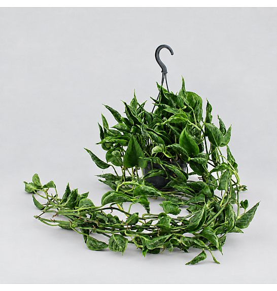 Epipremnum Shangri-La; 12 cm