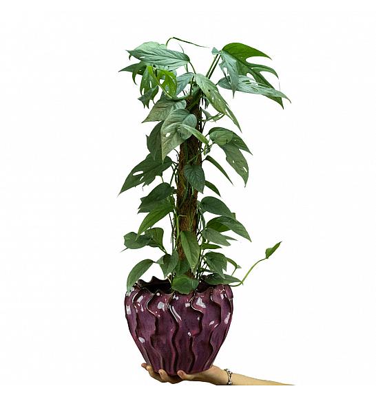Epipremnum pinnatum Cebu Blue; Ø17 cm