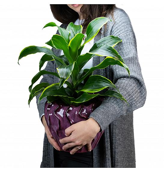 Dracaena frag. Dorado; Ø17 cm