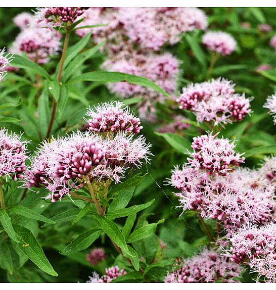 Dišavnice Valeriana officinalis Ø 10,5