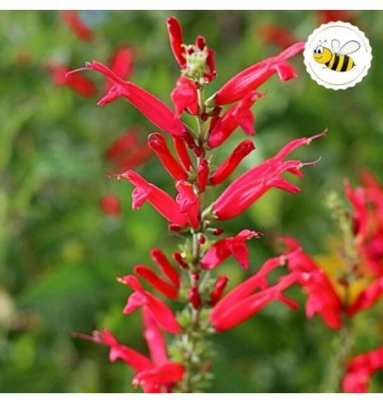 Dišavnice Salvia PIEANAPPLE Ø10,5