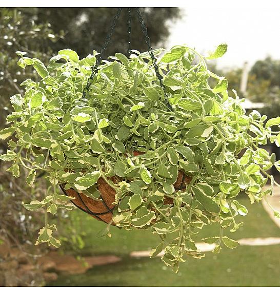 Dišavnice Mentha PIEANAPPLE  Ø10,5