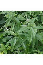 Citronka - Citronska verbena