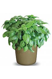 Bazilika Sweet Genovese
