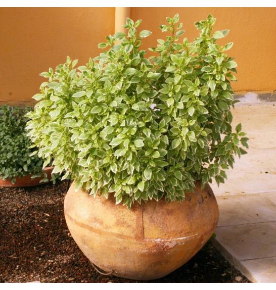 Dišavnice Bazilika Pesto Perpetuo Ø10,5