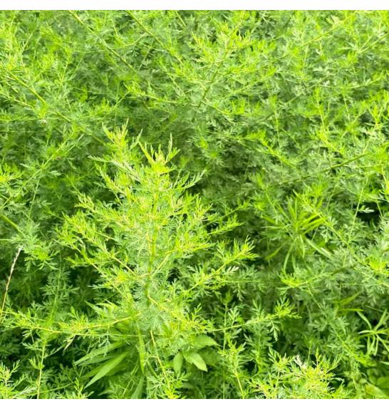 Dišavnice Artemisia Annua - Sladki Pelin Ø 10,5