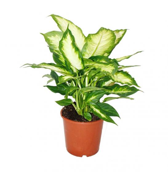 Dieffenbachia mix; Ø17 cm