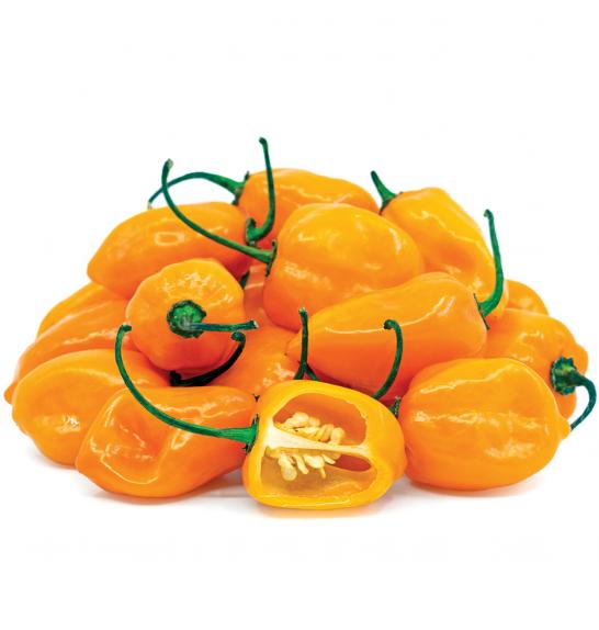 Čili Orange Fire (Habanero) Ø10,5