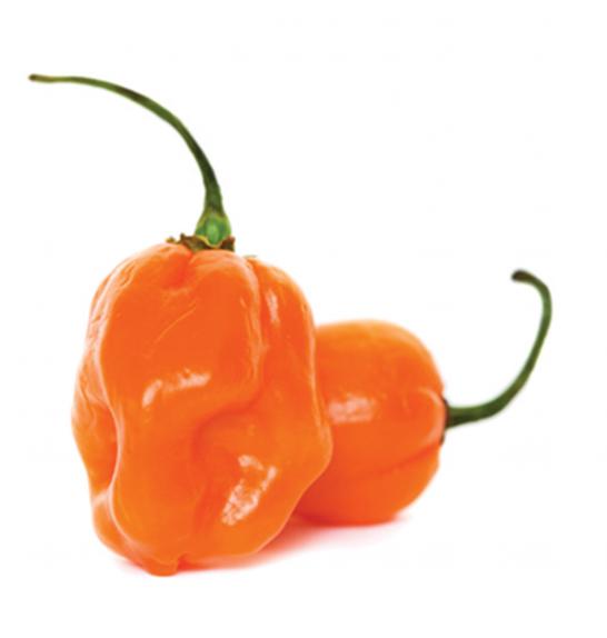 Čili CE Habanero Magnum Ø12