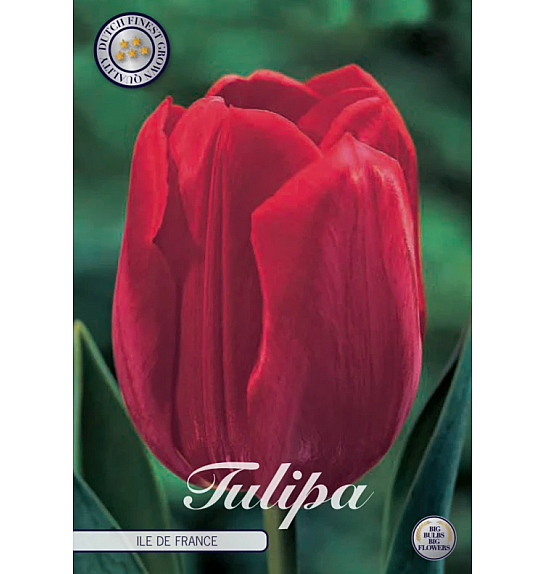 Tulipa Triumph Ile de France x10; 12/+