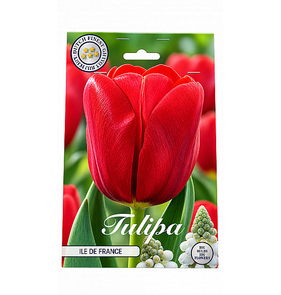 Tulipa Triumph Ile de France x10; 12/+