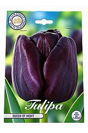 Čebulice tulipana 'Single Late Queen of Night'