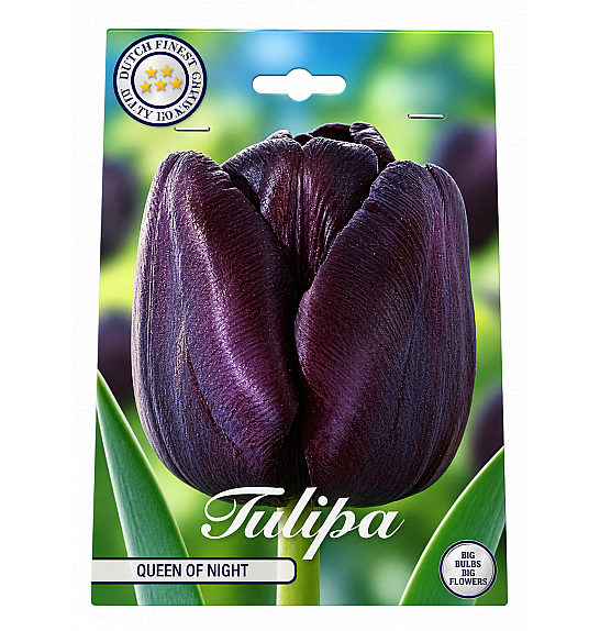 Tulipa Single Late Queen of Night x7; 12/+