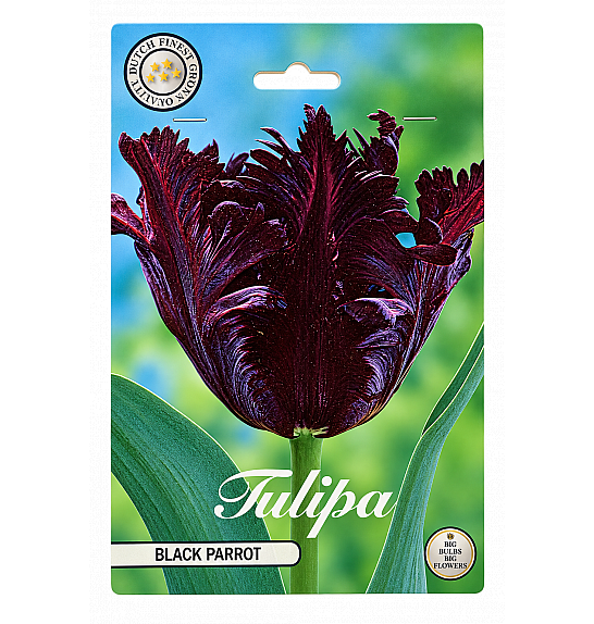 Tulipa Parrot Black Parrot x7; 12/+