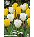 Čebulice tulipanov Garden Early Sunshine