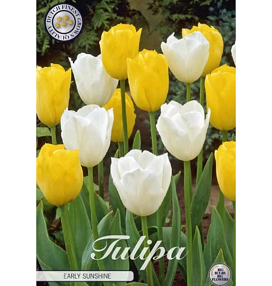 Tulipa Garden Early Sunshine x10; 12/+