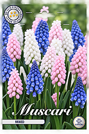 Čebulice 'Muscari Mixed'