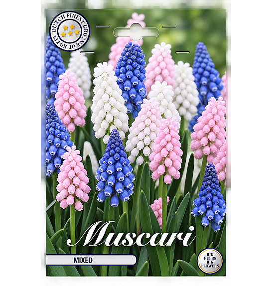 Muscari Mixed x20; 8/9