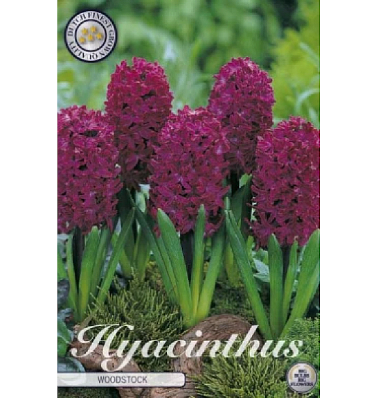Čebulice Hyacinthus Orientalis Woodstock x5; 15/16