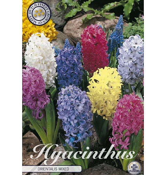 Hyacinthus Orientalis Orientalis Mixed x5; 15/16