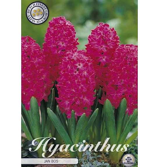 Hyacinthus Orientalis Jan Bos x5; 15/16