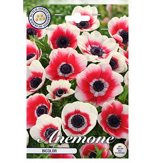 Anemonen Cor. Bicolor x20; 5/6