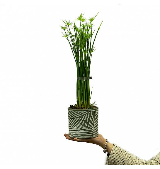 CYPERUS HASPAN ; Ø12cm