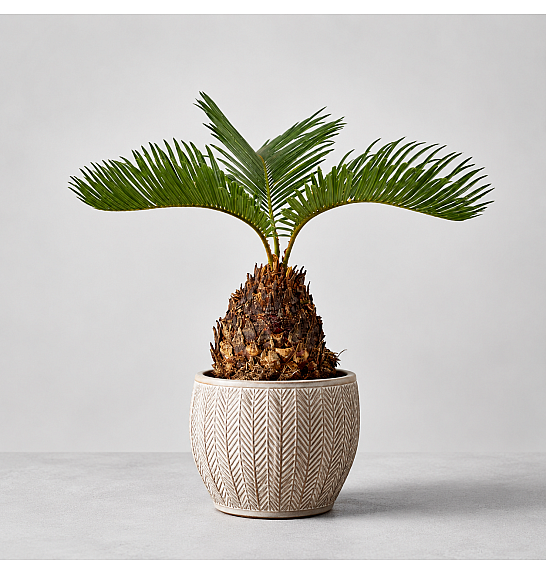 CYCAS REVOLUTA; Ø12
