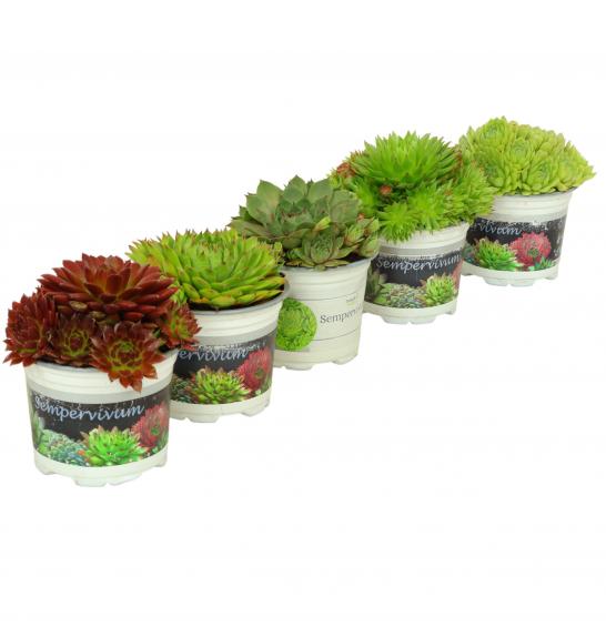 Trajnice Sempervivum Ø10,5 mix