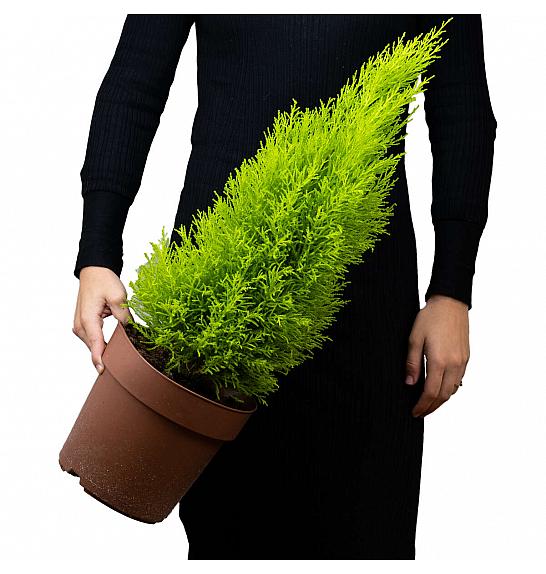 CUPRESSUS WILMA; Ø21