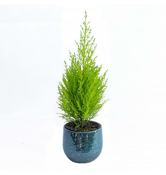CUPRESSUS WILMA; Ø12; 50CM
