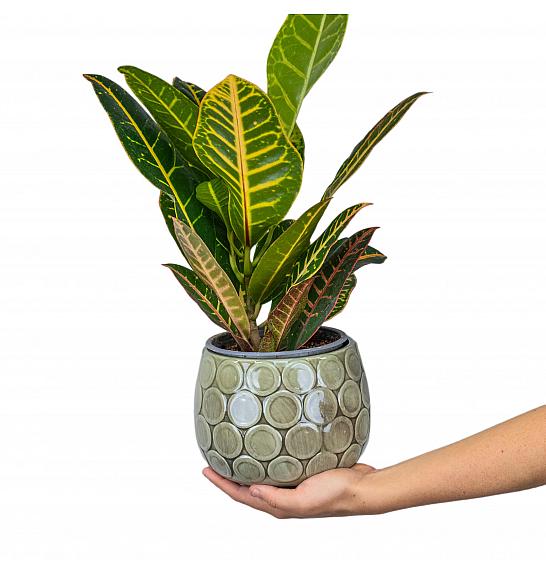 CROTON; Ø13