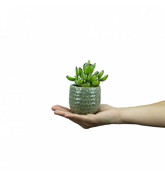 Cotyledon tomentosa ladismithiensis; Ø6 cm