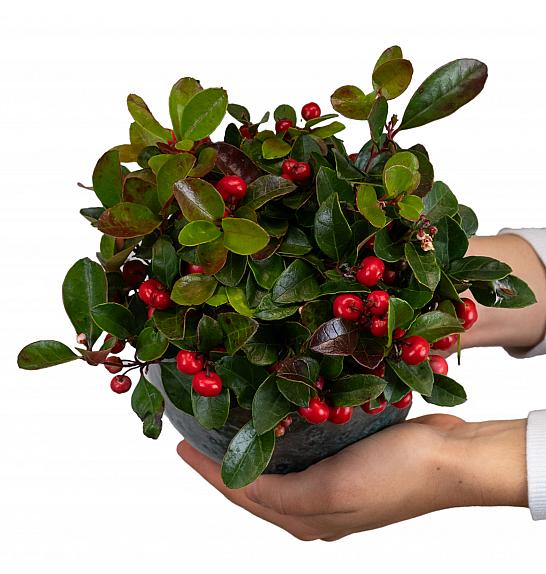 Gaultheria  procumbens Ø 12