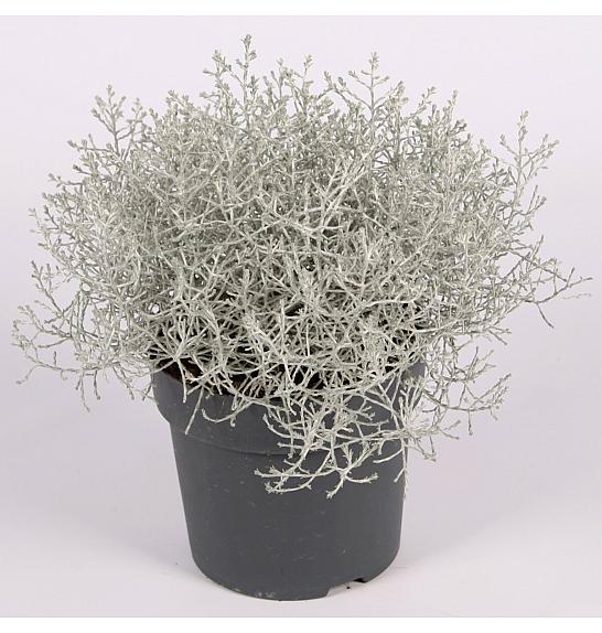 Calocephalus brownii Silver Ø 13